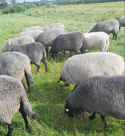 Farben Pommernschafe