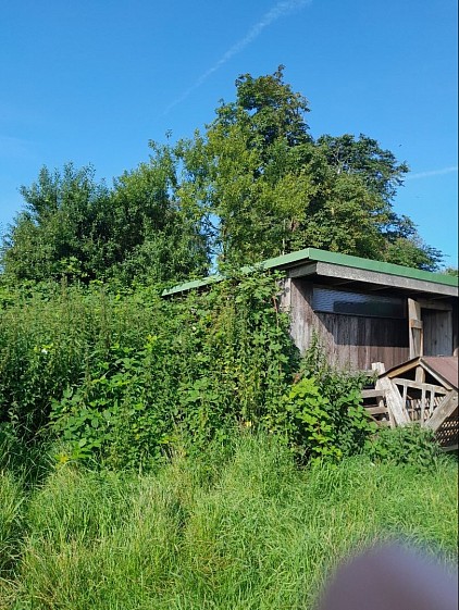 Die Brombeeren